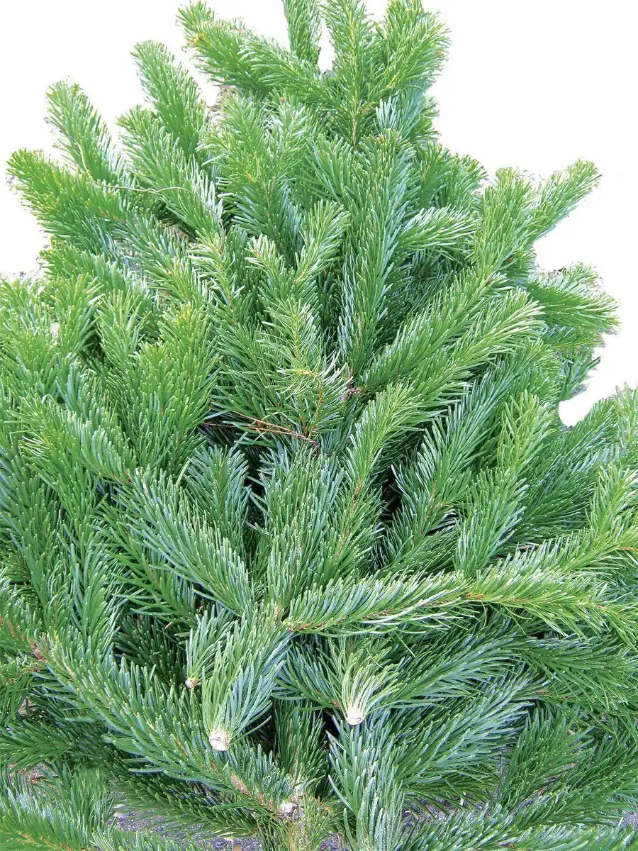 Bild 1 von Tannengrün 5 kg