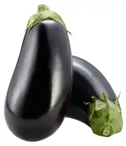 Aubergine