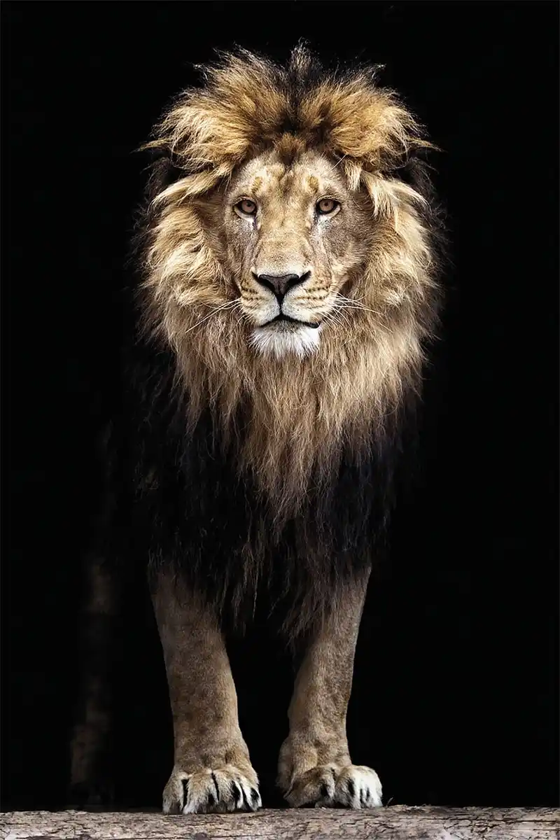 Bild 1 von Keilrahmen Löwe 60 x 90