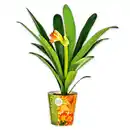 Bild 1 von Clivia