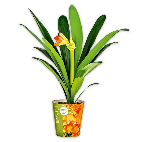 Bild 1 von Clivia