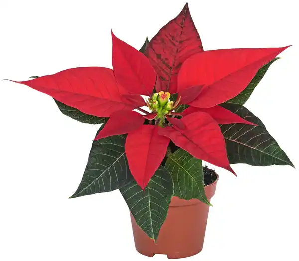 Bild 2 von Mini-Pflanzen