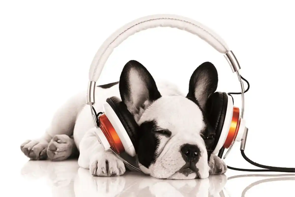 Bild 1 von Keilrahmen Mops mit Kopfhörer 90 x 60