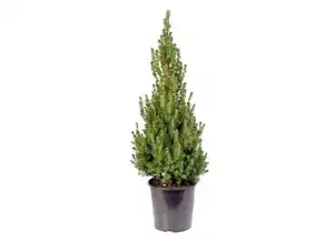 Zuckerhutfichte Picea glauca Conica