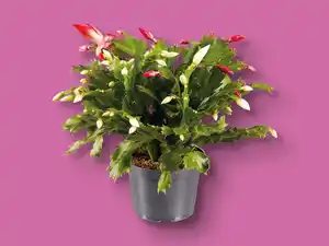 Schlumbergera Duo