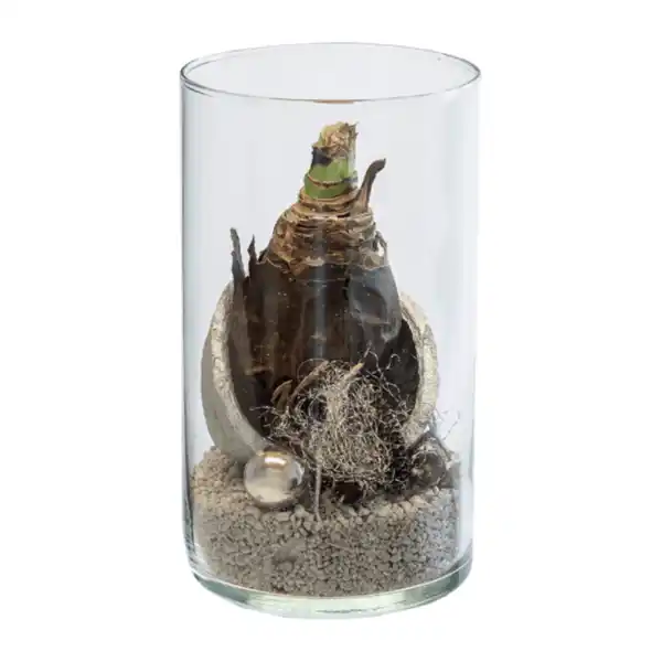 Bild 3 von GARDENLINE Weihnachtliche Amaryllis im Glas
