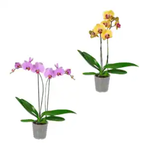 GARDENLINE Phalaenopsis