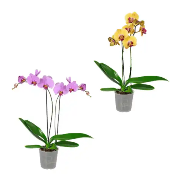 Bild 1 von GARDENLINE Phalaenopsis