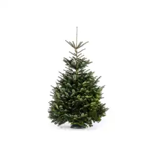 toomEigenmarken - 
            Fair Trees® Weihnachtsbaum Nordmanntanne gesägt 150-190 cm