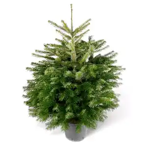 Fair Trees® Weihnachtsbaum Nordmanntanne topfgedrückt 60-80 cm