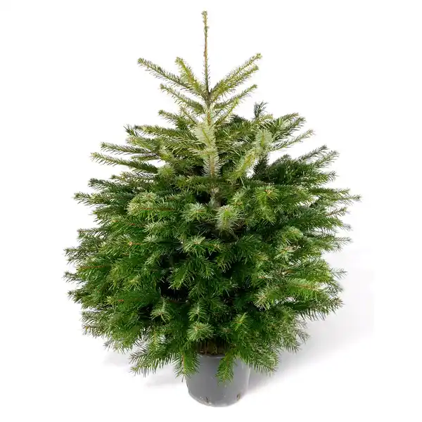 Bild 1 von Fair Trees® Weihnachtsbaum Nordmanntanne topfgedrückt 60-80 cm