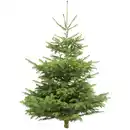 Bild 1 von Fair Trees® Weihnachtsbaum Nordmanntanne gesägt 130-150 cm