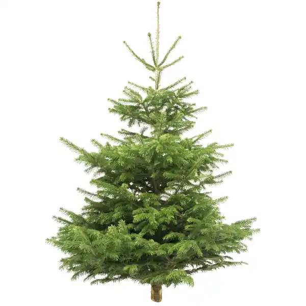 Bild 1 von Fair Trees® Weihnachtsbaum Nordmanntanne gesägt 130-150 cm