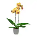 Bild 3 von GARDENLINE Phalaenopsis