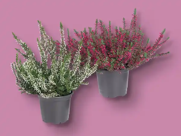 Bild 1 von Heidekraut (Calluna vulgaris)