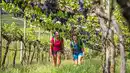 Bild 1 von Eigene Anreise Italien - Valpolicella & Gardasee: Wanderreise von Verona bis zum Gardasee