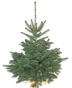 Weihnachtsbaum