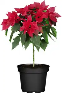 Weihnachtsstern Poinsettia Stamm im 17 cm Topf