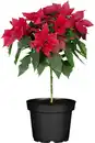 Bild 1 von Weihnachtsstern Poinsettia Stamm im 17 cm Topf