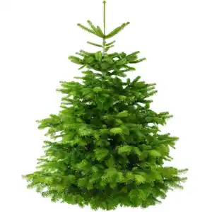 Weihnachtsbaum