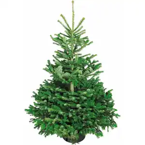 Weihnachtsbaum Echte Nordmanntanne 125 - 150 cm hoch gesägt