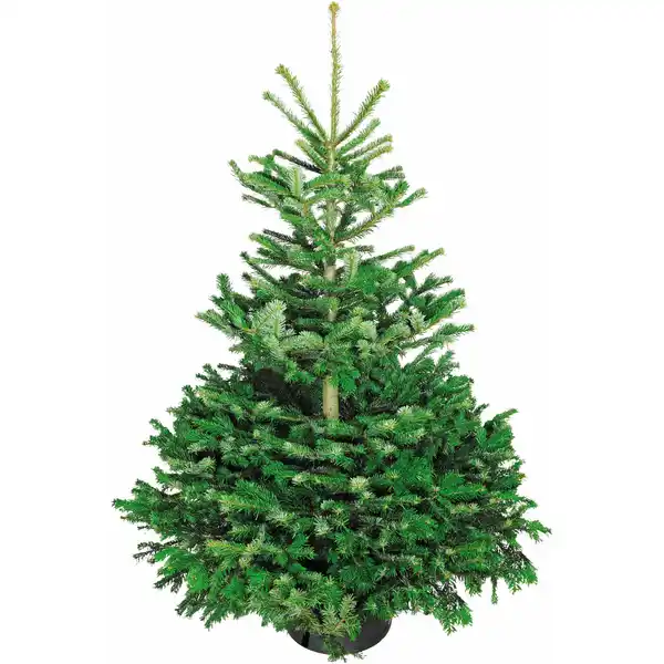 Bild 1 von Weihnachtsbaum Echte Nordmanntanne 125 - 150 cm hoch gesägt