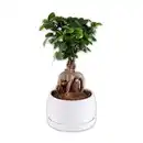 Bild 4 von Bonsai in der Schale