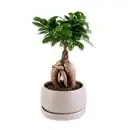 Bild 2 von Bonsai in der Schale