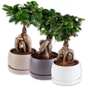 Bonsai in der Schale