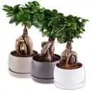 Bild 1 von Bonsai in der Schale