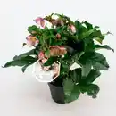 Bild 2 von Christrose "Ice N'Roses" Rot Topf-Ø 15 cm Helleborus niger