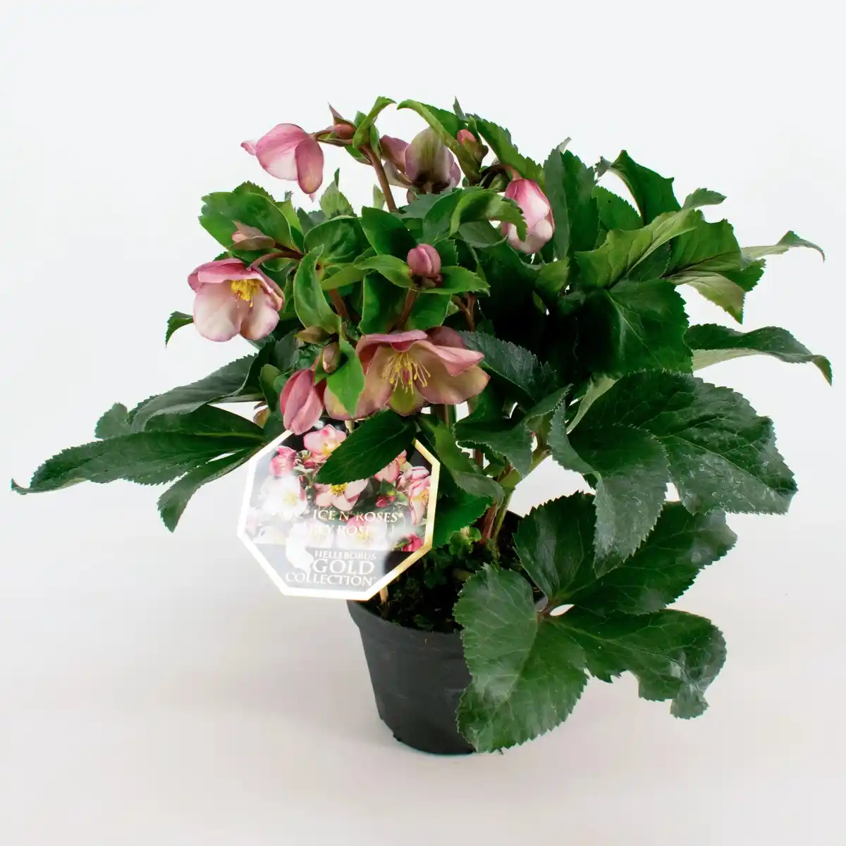 Bild 2 von Christrose "Ice N'Roses" Rot Topf-Ø 15 cm Helleborus niger