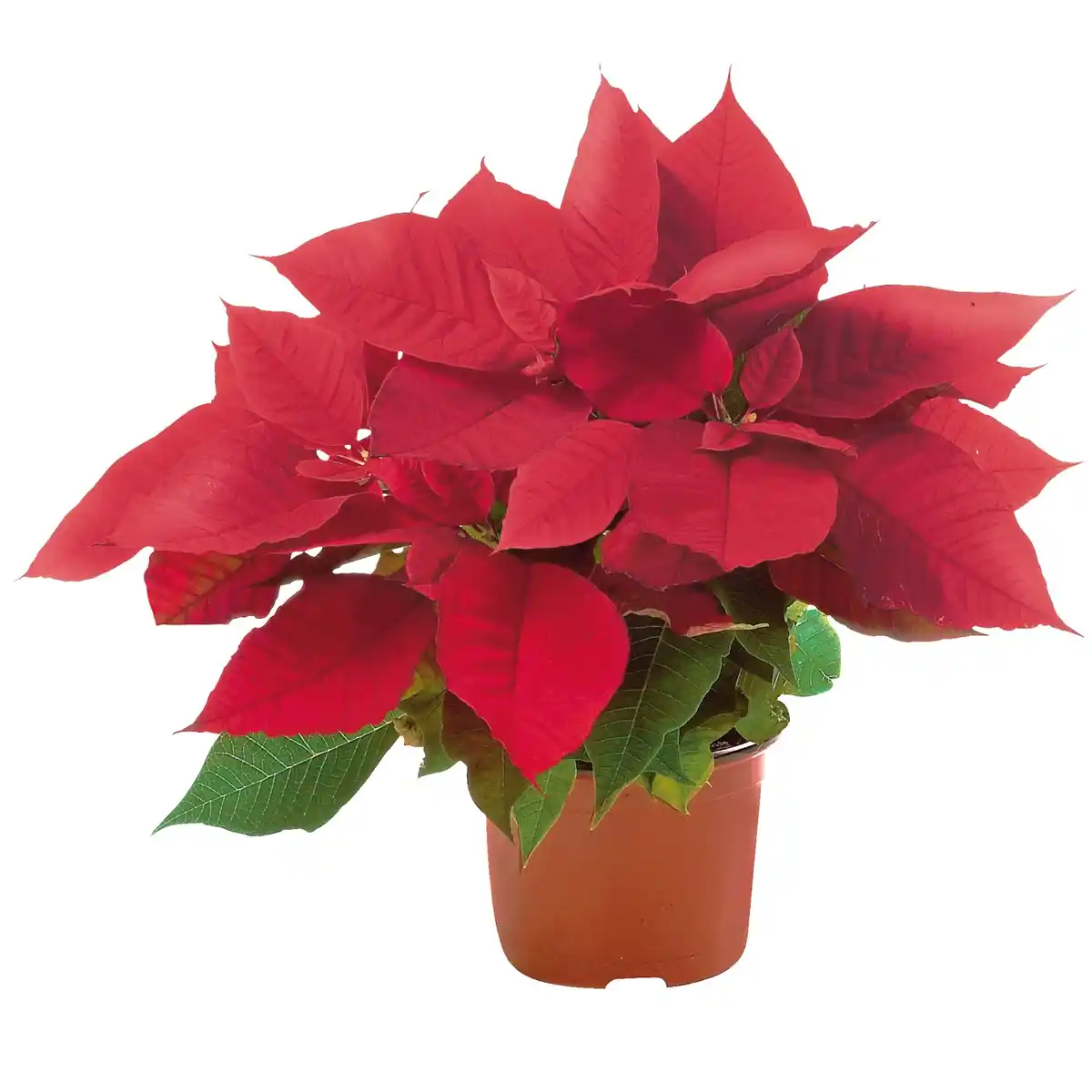 Bild 1 von Weihnachtsstern Rot Topf-Ø ca. 11 cm Euphorbia pulcherrima