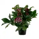 Bild 1 von Christrose "Ice N'Roses" Rot Topf-Ø 15 cm Helleborus niger