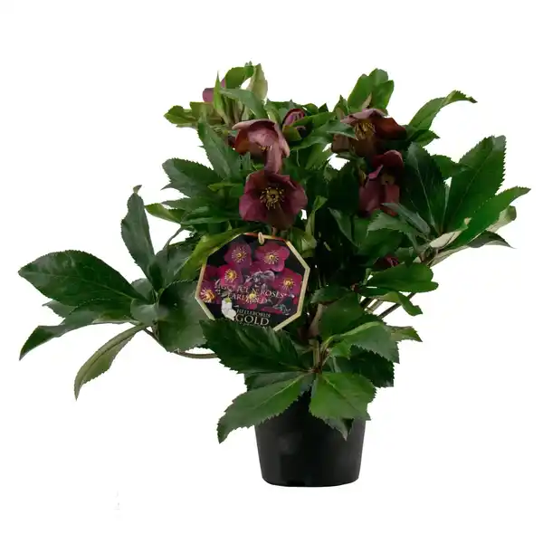 Bild 1 von Christrose "Ice N'Roses" Rot Topf-Ø 15 cm Helleborus niger