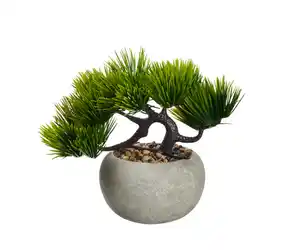 Mini-Bonsai