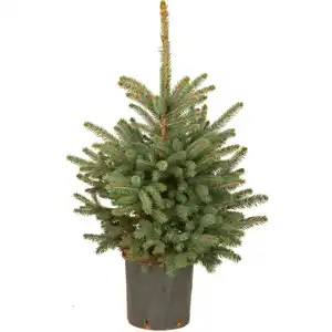 Weihnachtsbaum Echte Blaufichte im Topf Höhe ca. 40 cm - 60 cm Pinaceae