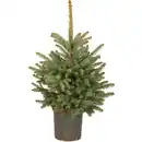 Bild 1 von Weihnachtsbaum Echte Blaufichte im Topf Höhe ca. 40 cm - 60 cm Pinaceae