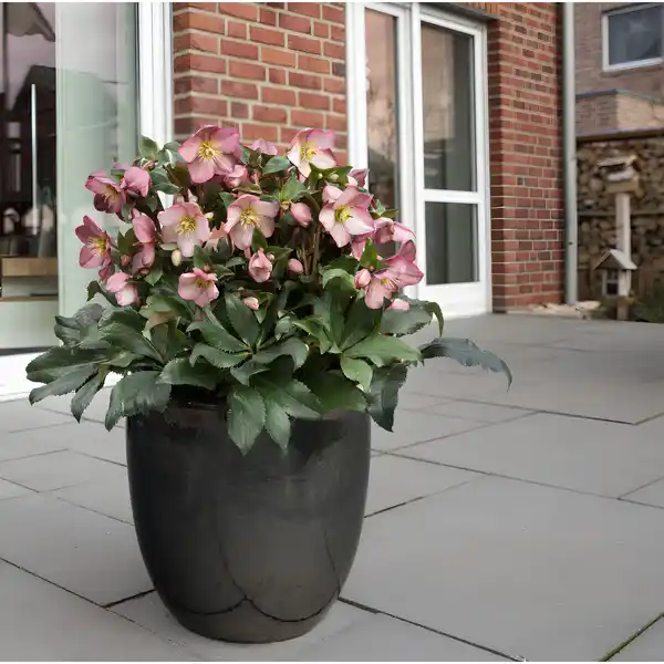 Bild 4 von Christrose "Ice N'Roses" Rot Topf-Ø 15 cm Helleborus niger