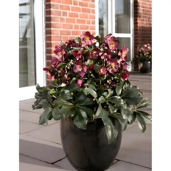 Bild 3 von Christrose "Ice N'Roses" Rot Topf-Ø 15 cm Helleborus niger
