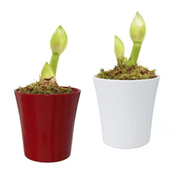 Bild 1 von GARDENLINE Amaryllis in Keramik