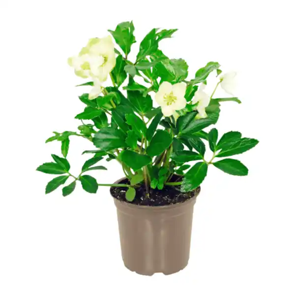 Bild 1 von GARDENLINE Christrose (Helleborus)