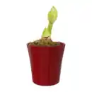 Bild 2 von GARDENLINE Amaryllis in Keramik