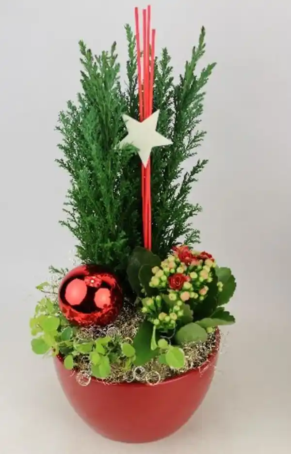 Bild 1 von Arrangement Indoor Nr. 7 Schale mit Stern und Weihnachtskugel 15 cm