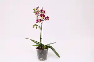 Orchidee, Phalaenopsis Multiflora 1 Trieber 12 cm Topf