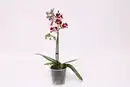 Bild 1 von Orchidee, Phalaenopsis Multiflora 1 Trieber 12 cm Topf