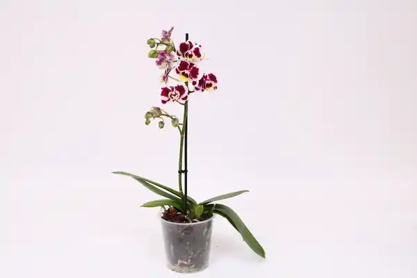 Bild 1 von Orchidee, Phalaenopsis Multiflora 1 Trieber 12 cm Topf