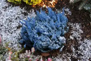 Winter-Calluna vulgaris Besenheide 11 cm