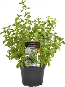 Einsteinkräuter - Oregano vulgare 12 cm Topf