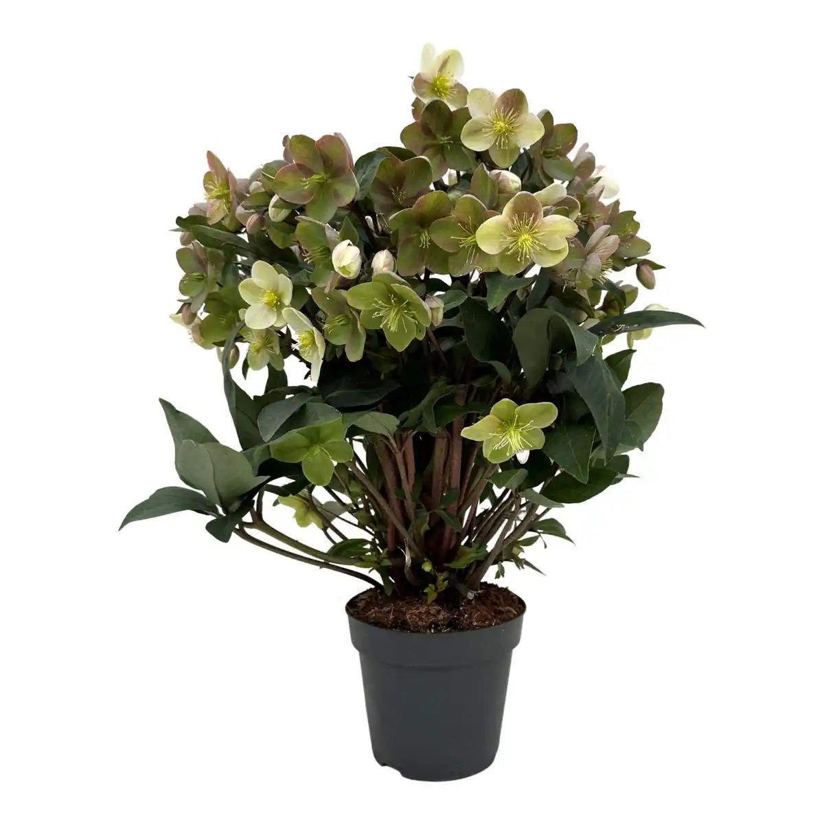 Bild 1 von Christrose Helleborus Beauty Princess 21 cm Topf